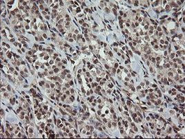 OTUB1 Antibody in Immunohistochemistry (Paraffin) (IHC (P))