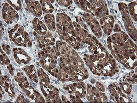 SDSL Antibody in Immunohistochemistry (Paraffin) (IHC (P))