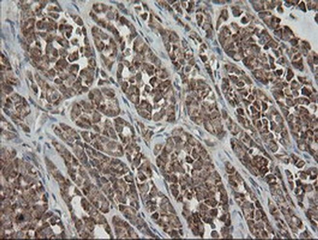 MRPS34 Antibody in Immunohistochemistry (Paraffin) (IHC (P))