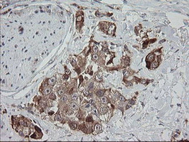 MRPS34 Antibody in Immunohistochemistry (Paraffin) (IHC (P))