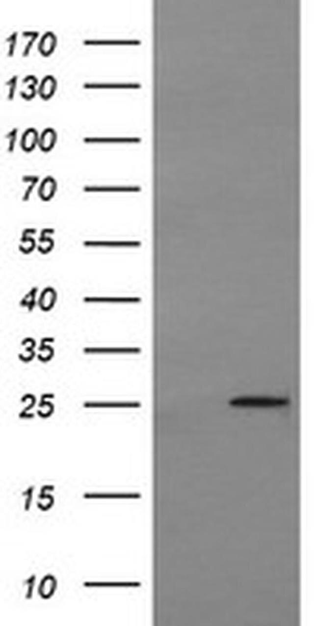 MRPS34 Antibody in Western Blot (WB)