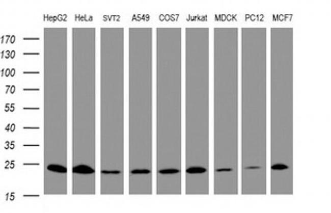 MRPL11 Antibody in Western Blot (WB)