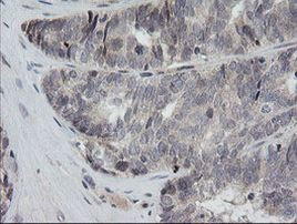 RAB30 Antibody in Immunohistochemistry (Paraffin) (IHC (P))