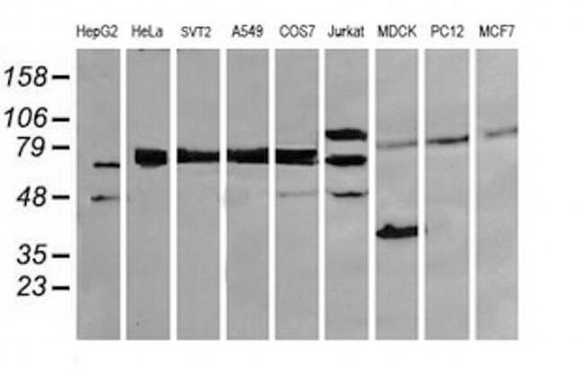 DEF6 Antibody in Western Blot (WB)