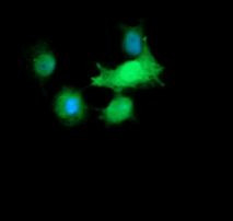 RAB30 Antibody in Immunocytochemistry (ICC/IF)