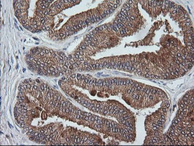 ETS2 Antibody in Immunohistochemistry (Paraffin) (IHC (P))