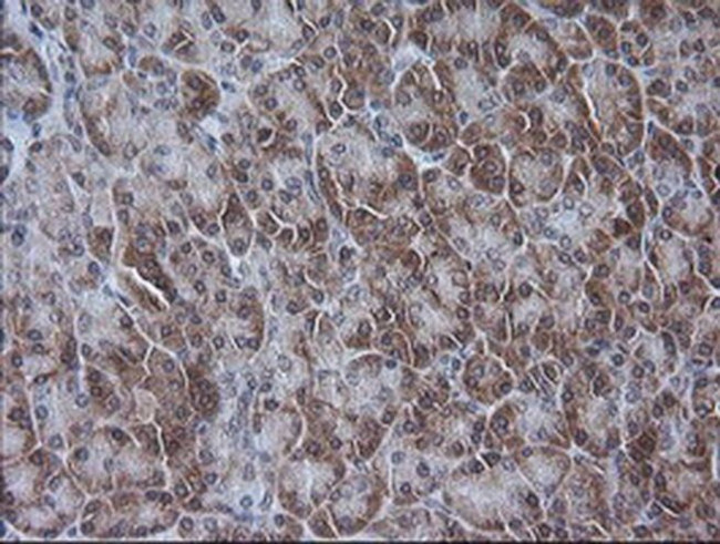 ETS2 Antibody in Immunohistochemistry (Paraffin) (IHC (P))