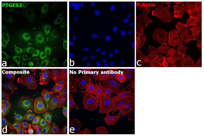 PTGES2 Antibody in Immunocytochemistry (ICC/IF)