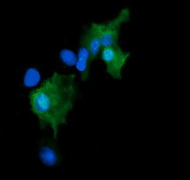 GADD45G Antibody in Immunocytochemistry (ICC/IF)