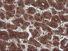 NR1 Antibody in Immunohistochemistry (Paraffin) (IHC (P))