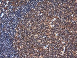 NR1 Antibody in Immunohistochemistry (Paraffin) (IHC (P))