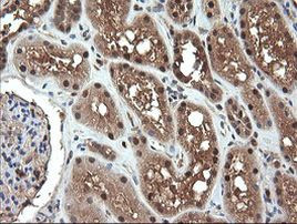 NR1 Antibody in Immunohistochemistry (Paraffin) (IHC (P))