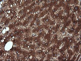 NR1 Antibody in Immunohistochemistry (Paraffin) (IHC (P))