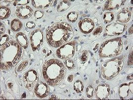 TAPBPL Antibody in Immunohistochemistry (Paraffin) (IHC (P))