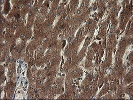 TAPBPL Antibody in Immunohistochemistry (Paraffin) (IHC (P))