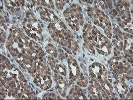 TRAPPC4 Antibody in Immunohistochemistry (Paraffin) (IHC (P))