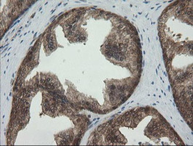 PGD Antibody in Immunohistochemistry (Paraffin) (IHC (P))