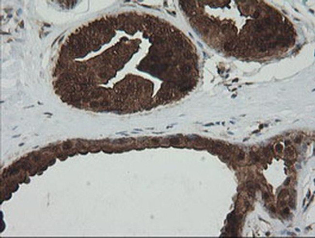 PGD Antibody in Immunohistochemistry (Paraffin) (IHC (P))