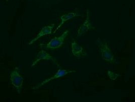 ROMO1 Antibody in Immunocytochemistry (ICC/IF)