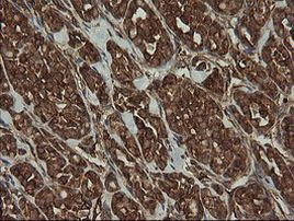 ROMO1 Antibody in Immunohistochemistry (Paraffin) (IHC (P))