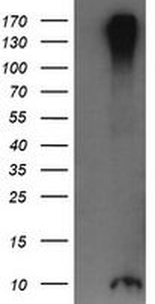 ROMO1 Antibody in Western Blot (WB)