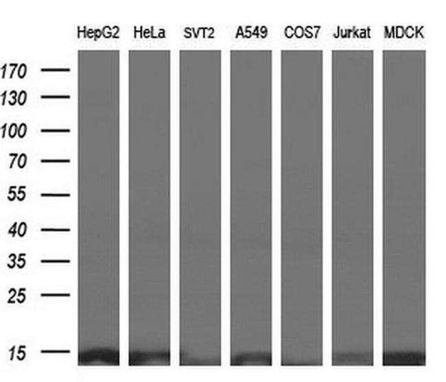 ROMO1 Antibody in Western Blot (WB)