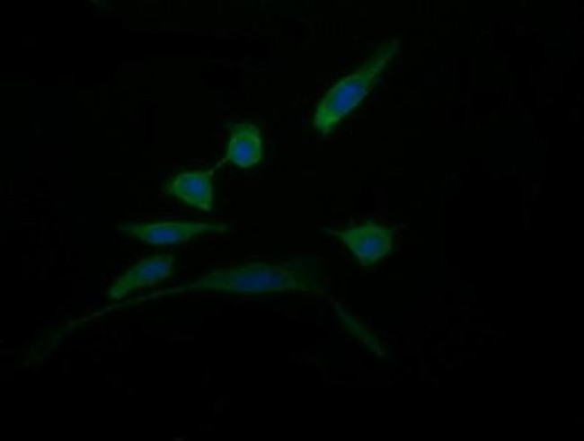 DDT Antibody in Immunocytochemistry (ICC/IF)