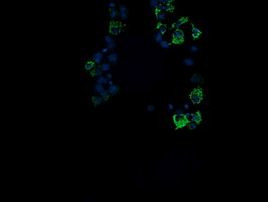 ROMO1 Antibody in Immunocytochemistry (ICC/IF)