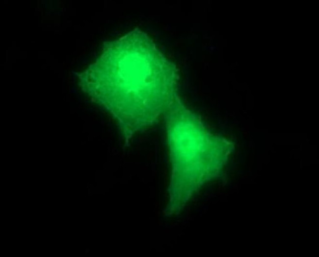 RAB24 Antibody in Immunocytochemistry (ICC/IF)