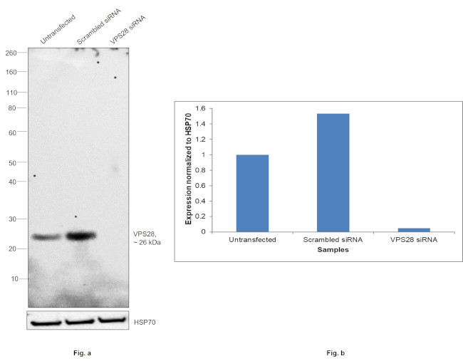 VPS28 Antibody