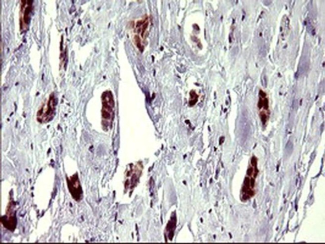 ATXN7L1 Antibody in Immunohistochemistry (Paraffin) (IHC (P))