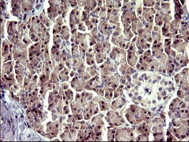 ATXN7L1 Antibody in Immunohistochemistry (Paraffin) (IHC (P))