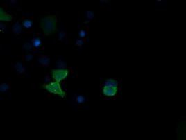 SAPK4 Antibody in Immunocytochemistry (ICC/IF)