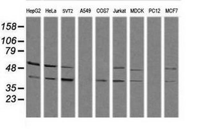 SAPK4 Antibody in Western Blot (WB)