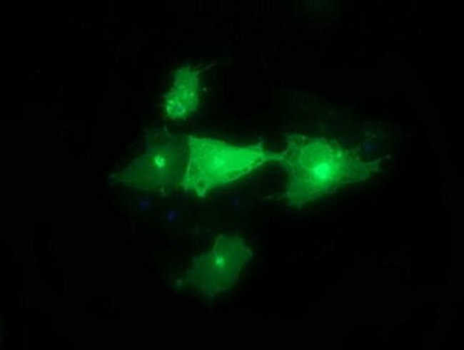 Synaptotagmin 4 Antibody in Immunocytochemistry (ICC/IF)