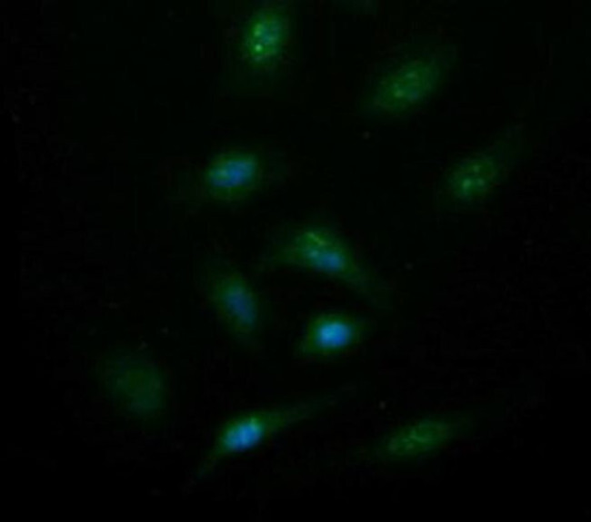 Synaptotagmin 4 Antibody in Immunocytochemistry (ICC/IF)