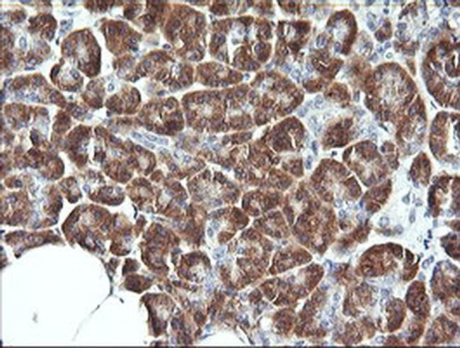 Synaptotagmin 4 Antibody in Immunohistochemistry (Paraffin) (IHC (P))