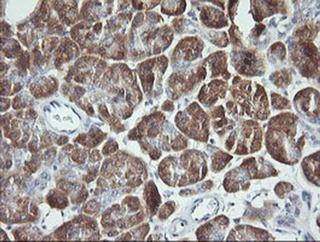 Synaptotagmin 4 Antibody in Immunohistochemistry (Paraffin) (IHC (P))