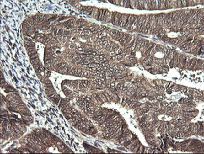 Synaptotagmin 4 Antibody in Immunohistochemistry (Paraffin) (IHC (P))