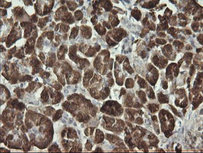 Synaptotagmin 4 Antibody in Immunohistochemistry (Paraffin) (IHC (P))