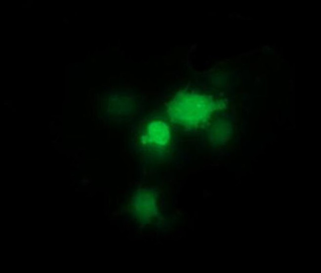 THUMPD1 Antibody in Immunocytochemistry (ICC/IF)