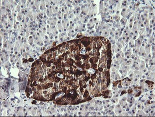 MAPK4 Antibody in Immunohistochemistry (Paraffin) (IHC (P))