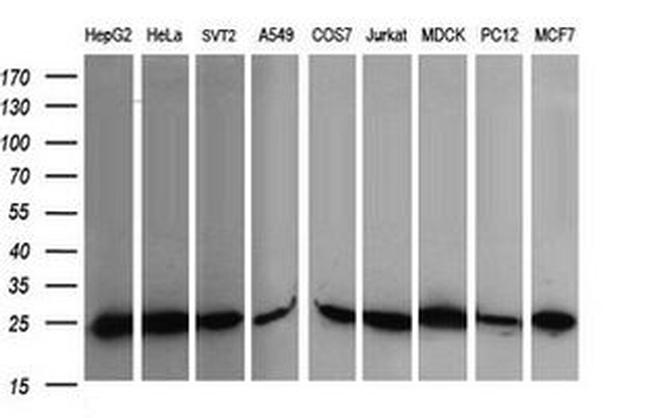 RALB Antibody in Western Blot (WB)