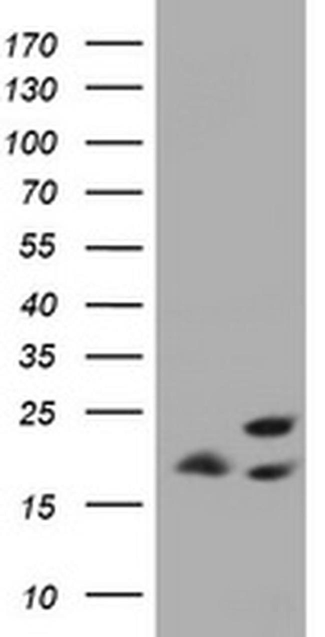 ICT1 Antibody in Western Blot (WB)