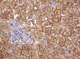 RASSF8 Antibody in Immunohistochemistry (Paraffin) (IHC (P))