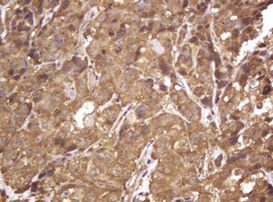 RASSF8 Antibody in Immunohistochemistry (Paraffin) (IHC (P))