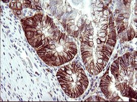 RASSF8 Antibody in Immunohistochemistry (Paraffin) (IHC (P))