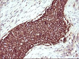 RASSF8 Antibody in Immunohistochemistry (Paraffin) (IHC (P))