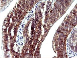 RASSF8 Antibody in Immunohistochemistry (Paraffin) (IHC (P))