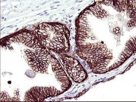 RASSF8 Antibody in Immunohistochemistry (Paraffin) (IHC (P))